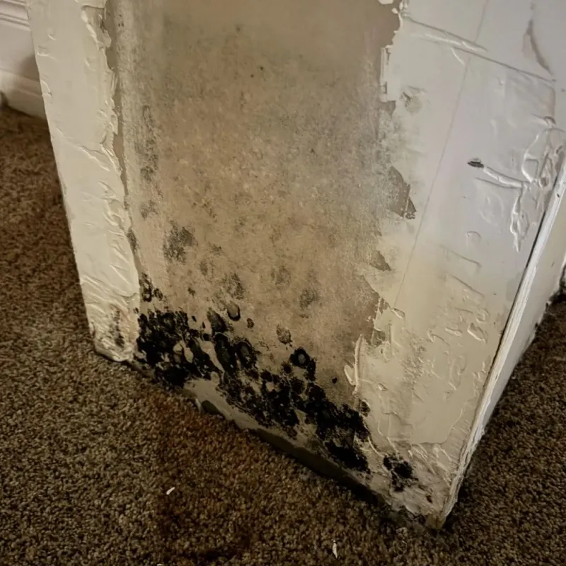 Professional Mold Removal in Center, NE